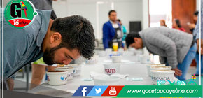 Subastarán cafés especiales del Alto Huallaga en Expo Amazónica 2023