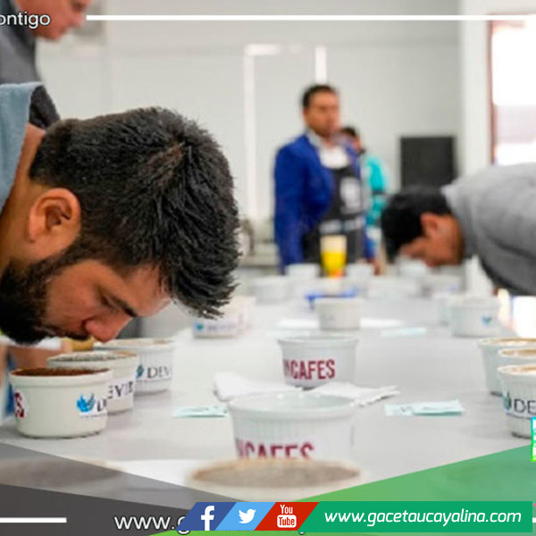 Subastarán cafés especiales del Alto Huallaga en Expo Amazónica 2023