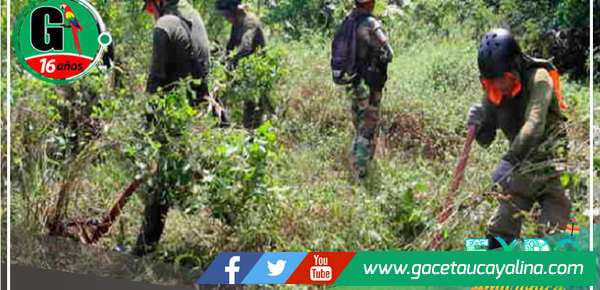 Erradican cerca de 15,000 hectáreas de cultivos en lo que va del 2023 