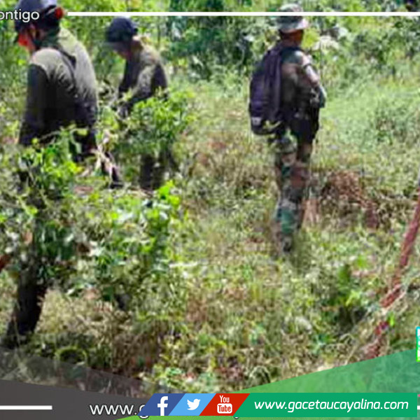 Erradican cerca de 15,000 hectáreas de cultivos en lo que va del 2023 