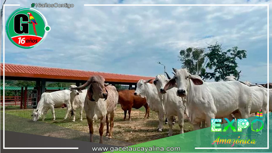 San Martín: Inauguran primer núcleo genético para el manejo de ganado vacuno