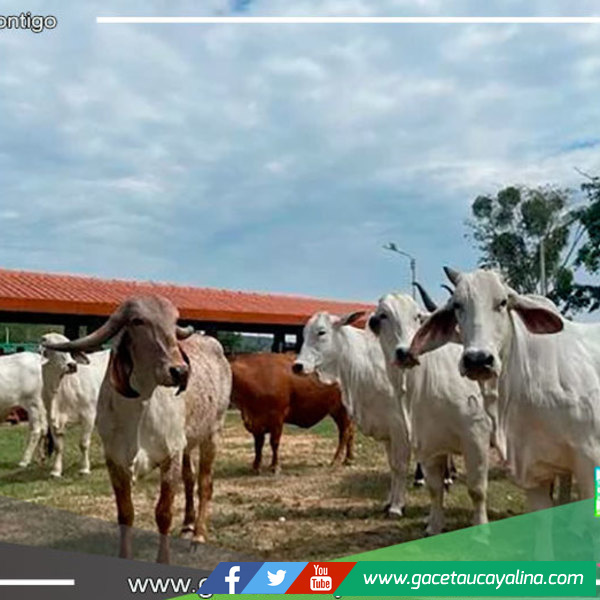 San Martín: Inauguran primer núcleo genético para el manejo de ganado vacuno