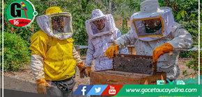 Huánuco: Apicultores producirán 8 toneladas de miel este año