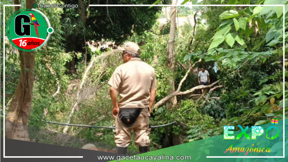 Caída de un árbol de Renaco en el río Shilcayo está causando inquietud en Villa Autónoma