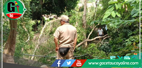 Caída de un árbol de Renaco en el río Shilcayo está causando inquietud en Villa Autónoma