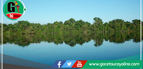 Científicos hallan una nueva especie de avispa parasitoide en la Amazonía peruana