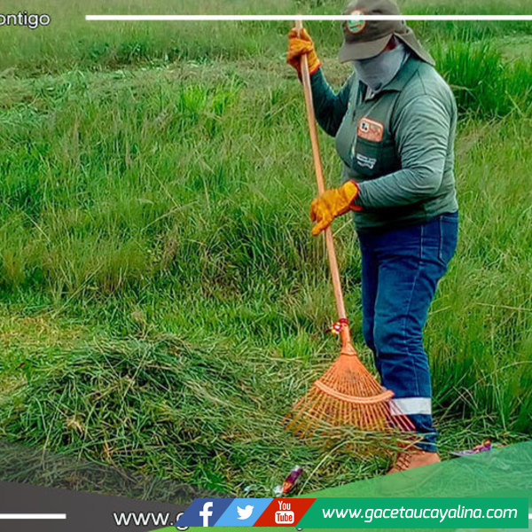 Faenas de Cultivo y Limpieza en Parques: Compromiso de la Subgerencia de Limpieza Pública de Manantay