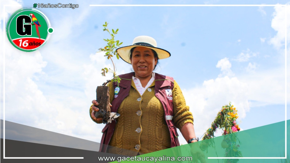 Campaña de forestación del Gore Cusco alcanzó más del 50% de avance