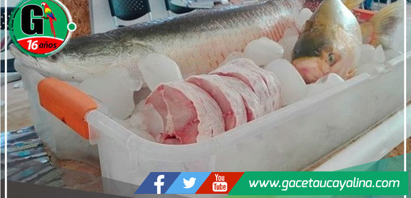 Emprendedores amazónicos, ¡aprenderán a transformar la piel de los peces en cuero en un taller gratuito!