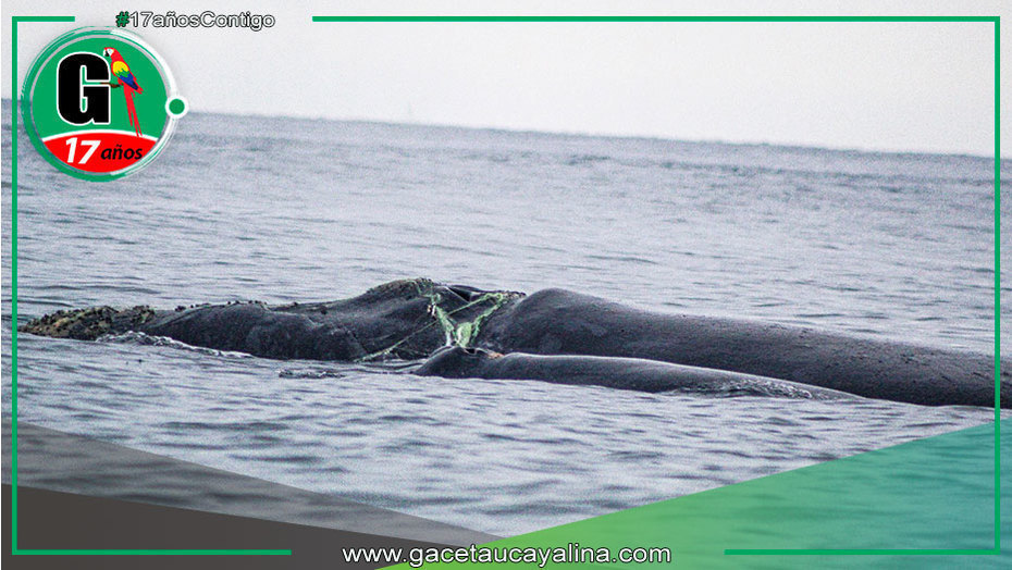 Instan a establecer áreas marítimas para conservar rutas migratorias de ballenas