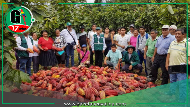 Cacao de Leoncio Prado triunfa como cultivo alternativo tras una década de transformación