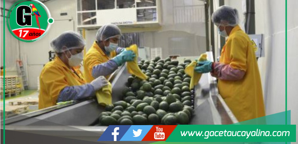 Los productores de palta de Limatambo y Mollepata en Cuzco exportarán 50 toneladas de palta por semana. 