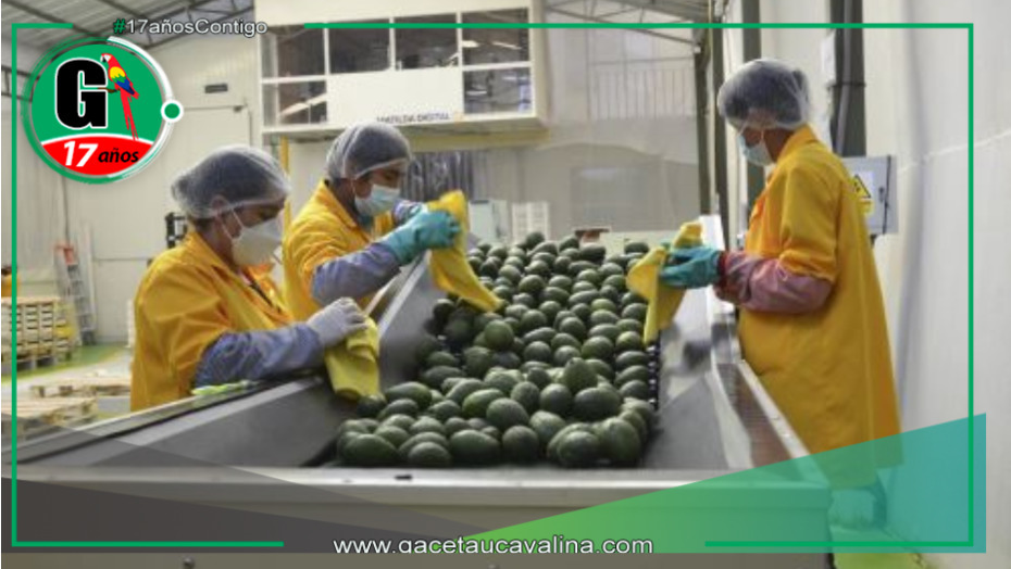 Los productores de palta de Limatambo y Mollepata en Cuzco exportarán 50 toneladas de palta por semana.