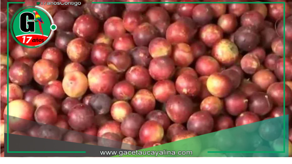 Las frutas exóticas de la selva más requeridas en el mercado 'El Huequito' en Tarapoto