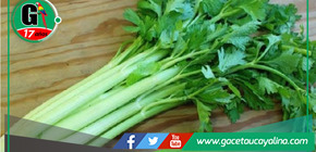 Preocupante:  ¿Por qué Huánuco está consumiendo el apio más contaminado con plaguicidas del país?