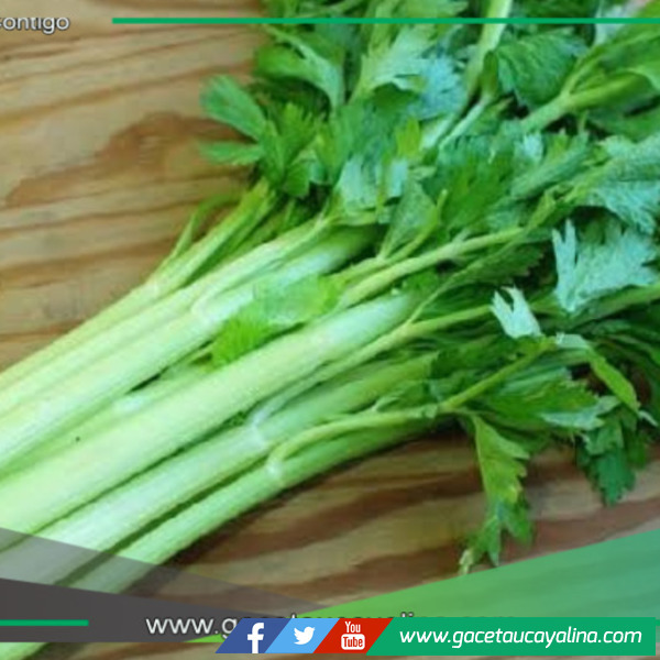 Preocupante:  ¿Por qué Huánuco está consumiendo el apio más contaminado con plaguicidas del país?