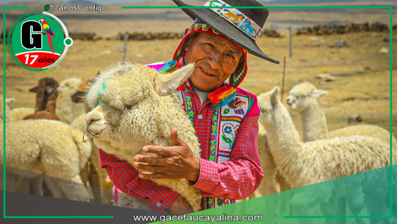 Programa Agro Rural moderniza producción alpaquera en comunidades cusqueñas