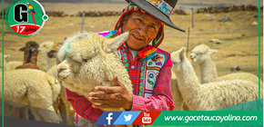 Programa Agro Rural moderniza producción alpaquera en comunidades cusqueñas