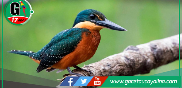 October Big Day 2024: Conoce los lugares en Perú para la observación de aves