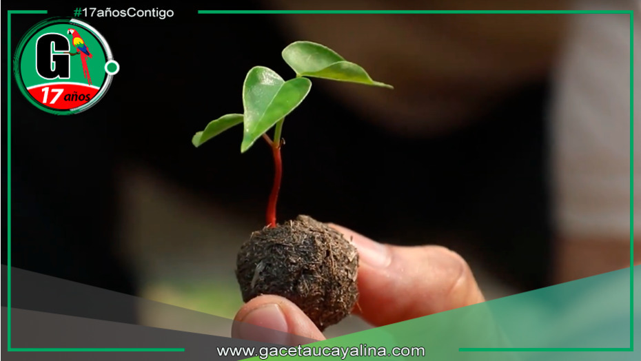 Técnica innovadora restaurará zonas dañadas por incendios forestales