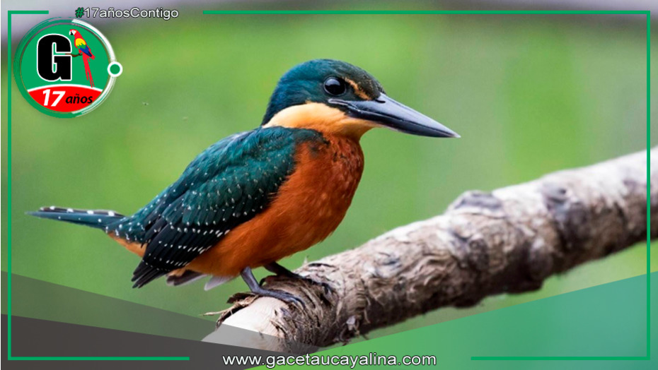 October Big Day 2024: Conoce los lugares en Perú para la observación de aves