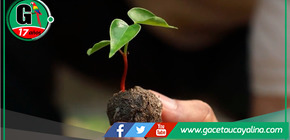 Técnica innovadora restaurará zonas dañadas por incendios forestales 