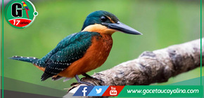 October Big Day 2024: Conoce los lugares en Perú para la observación de aves