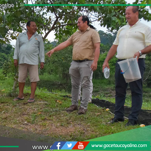 Atalaya impulsa crianza de paiche para desarrollo económico