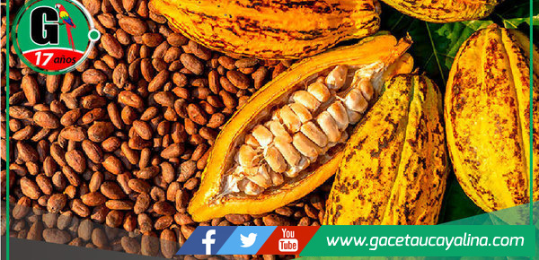 Productores de cacao mejoran prácticas agrícolas en Campo Verde