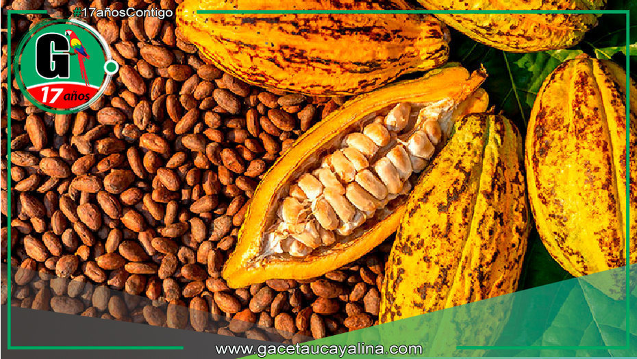 Productores de cacao mejoran prácticas agrícolas en Campo Verde