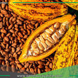 Productores de cacao mejoran prácticas agrícolas en Campo Verde