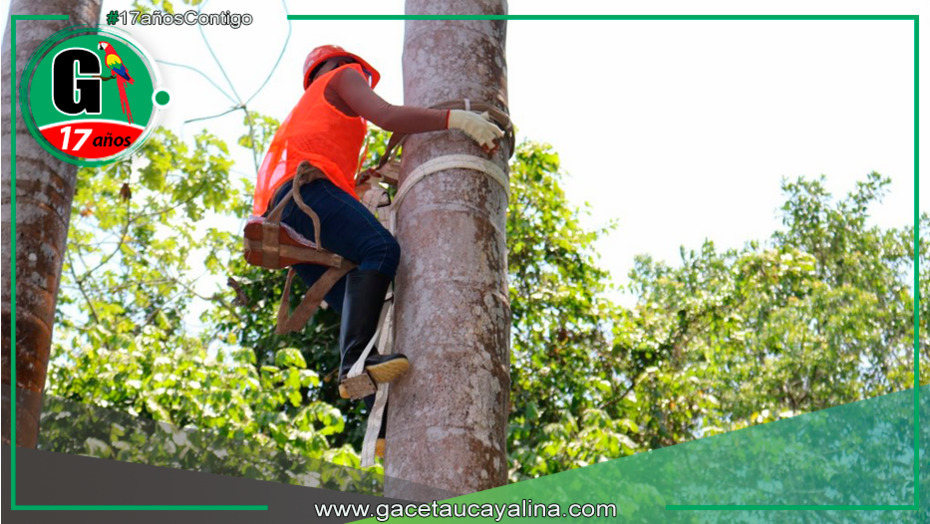 Organizan “Concurso nacional de subidores de aguaje” en Iquitos