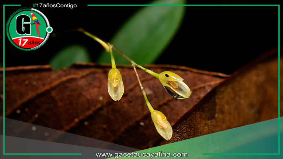 Descubren nueva especie de orquídea en Loreto