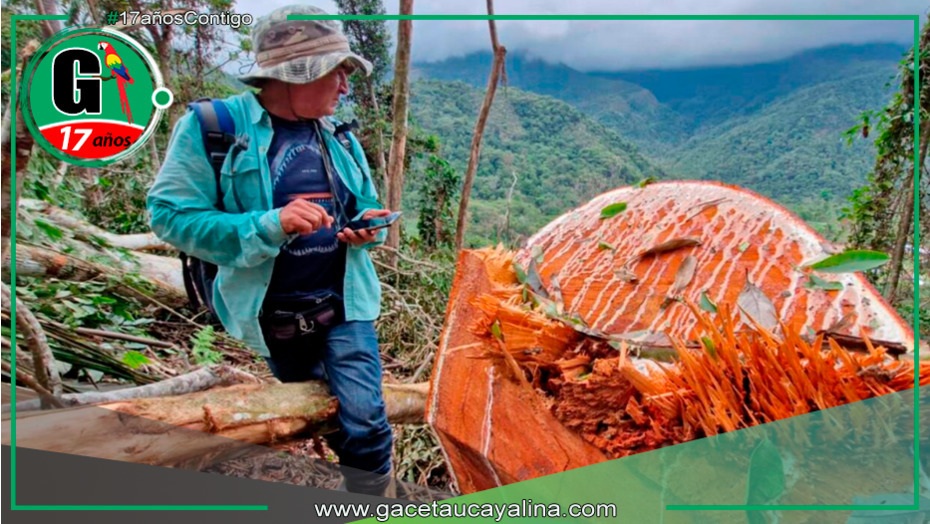 Tala ilegal en bosque primario de Tabalosos