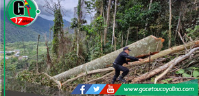 Infractores serán denunciados por tala de arboles  de un bosque primario de Tabalosos en San Martín 