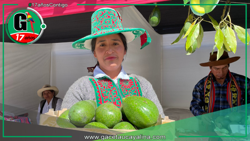 Cusco exportará 50 toneladas semanales de palta a Costa Rica en 2025