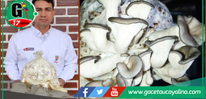 Científicos peruanos revolucionan la seguridad alimentaria con cultivo de hongos comestibles