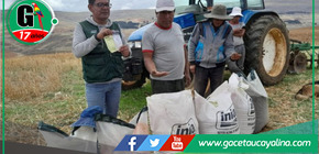 MIDAGRI implementa parcela modelo para potenciar producción de trigo en Jauja