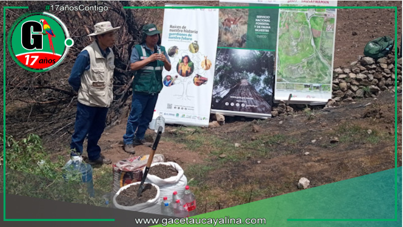 Inician restauración forestal en histórico Parque Arqueológico de Sacsayhuamán