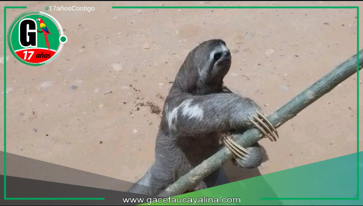 Protegiendo la Vida Silvestre en Campo Verde.