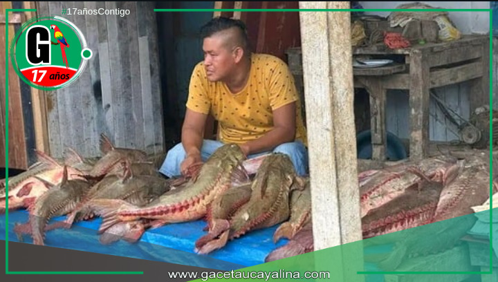 Pescado Cahuara invade mercados de Pucallpa.