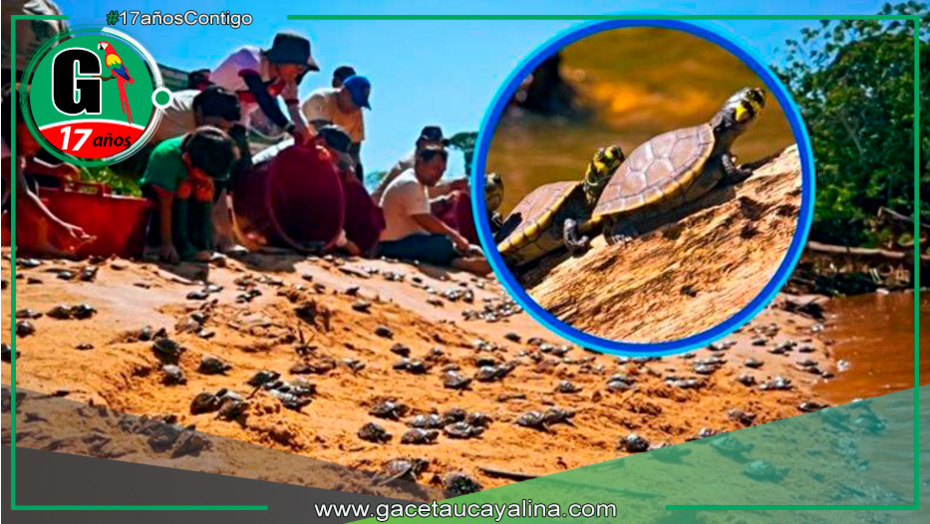 Liberan más de 6000 tortuguitas taricayas en frontera de Loreto y Ucayali