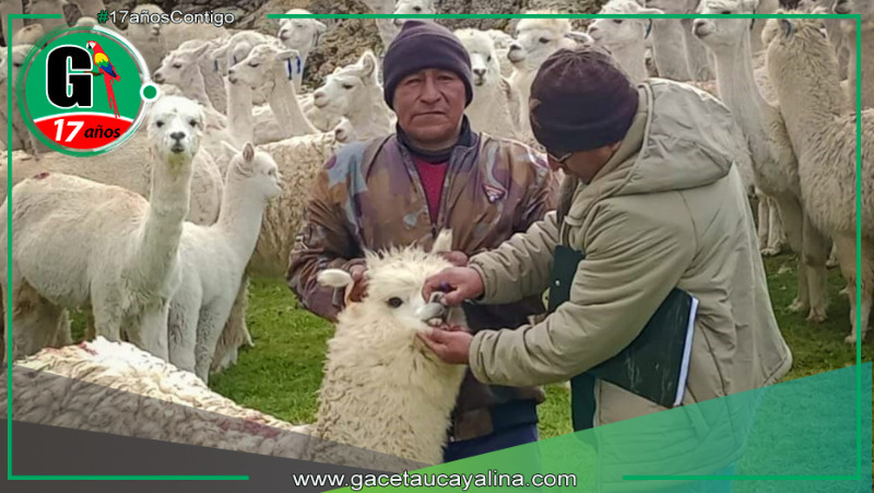 Midagri Invierte S/ 32 millones para potenciar calidad genética de alpacas en ocho regiones