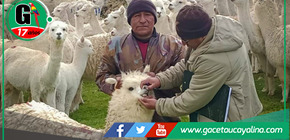 Midagri Invierte S/ 32 millones para potenciar calidad genética de alpacas en ocho regiones