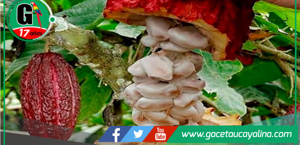 Potenciarán competitividad comercial de cinco productos de Mariscal Cáceres