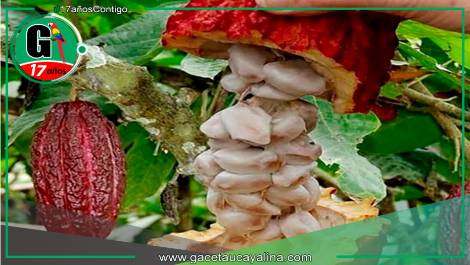 Potenciarán competitividad comercial de cinco productos de Mariscal Cáceres