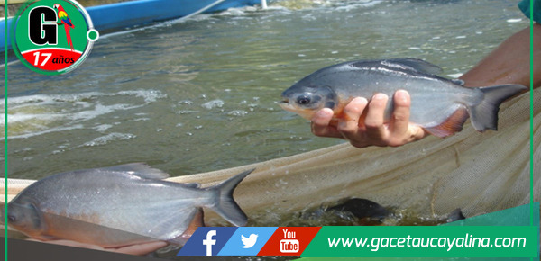 Revolucionan crianza de peces amazónicos con tecnología de punta