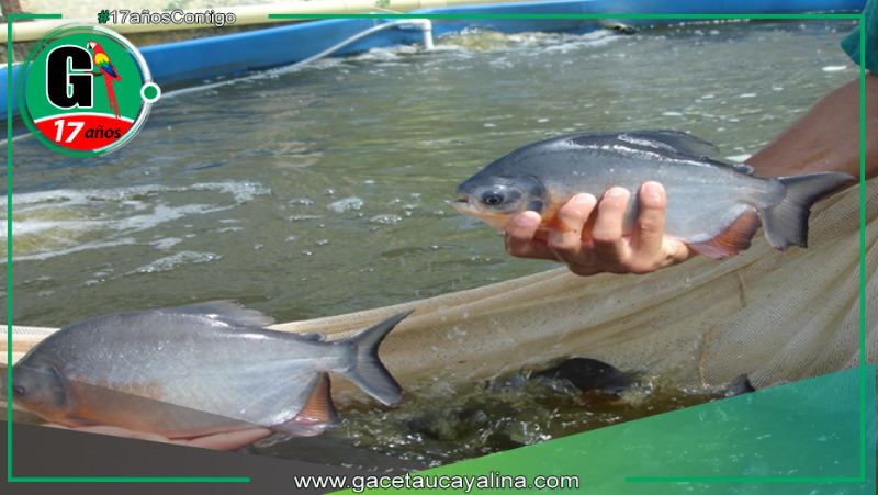 Revolucionan crianza de peces amazónicos con tecnología de punta