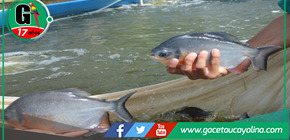 Revolucionan crianza de peces amazónicos con tecnología de punta