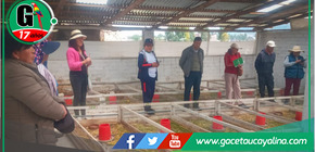 Midagri impulsa innovación en crianza de cuyes con millonaria inversión